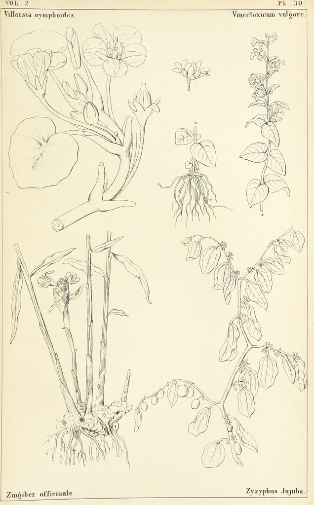 An illustration from Thirty-five years in the East. Adventures, discoveries, experiments, and historical sketches, relating to the Punjab and Cashmere, 1852, leaf 723