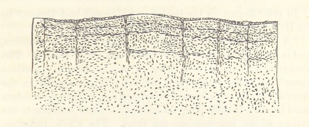 An illustration from Geology and Terrestial Magnetism ... Third edition, with a new and illustrated introduction and appendix, twenty-nine plates, and numerous woodcuts, 1865, leaf 117