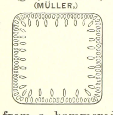 An illustration from The Metallurgy of Steel. ... Second edition ... enlarged. Vol. 1, 1891, leaf 170