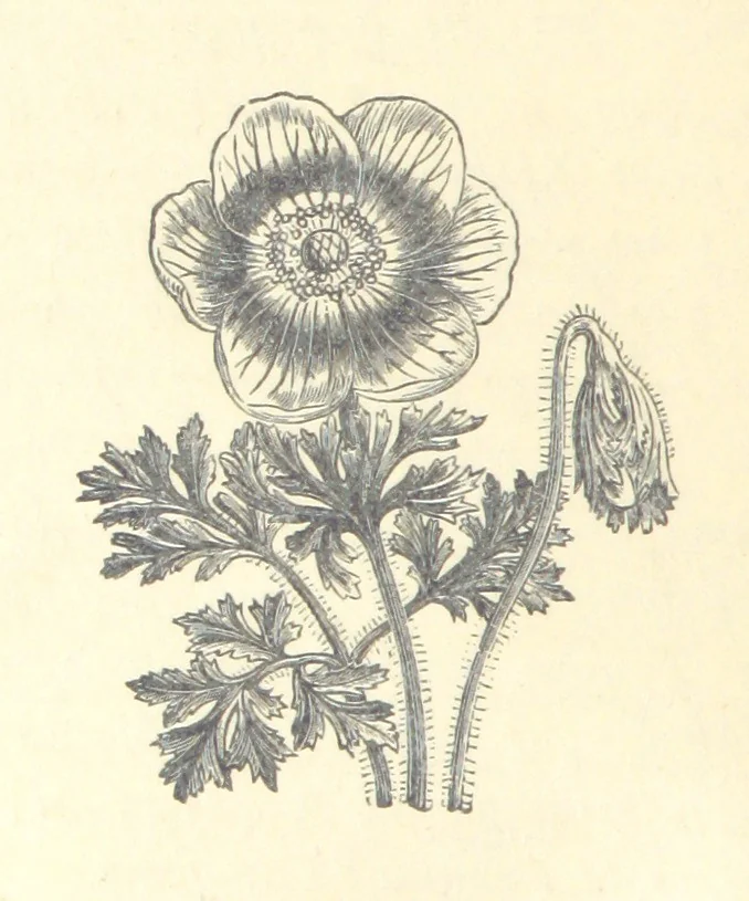 An illustration from De Paris à Jérusalem; impressions & souvenirs du VIme. Pélerinage de Pénitence, 1888, leaf 16