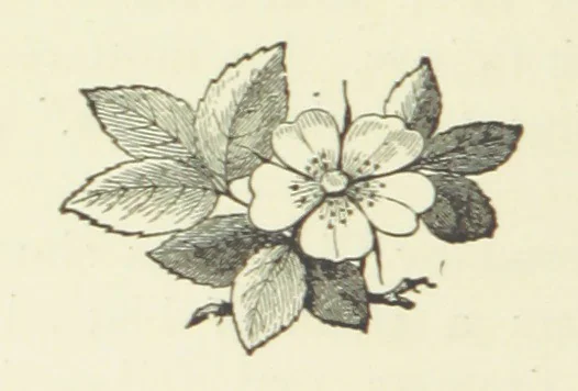 An illustration from Lord Hever. A novel, 1896, leaf 136