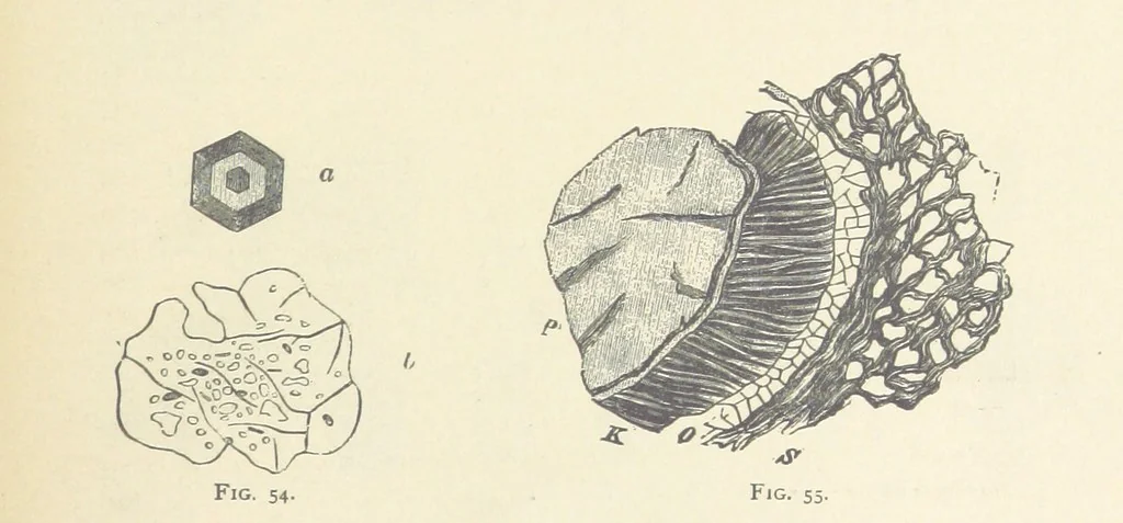 An illustration from The Determination of Rockforming Minerals ... Authorized translation from the first German edition by Erastus G. Smith ... Second edition, 1893, leaf 231