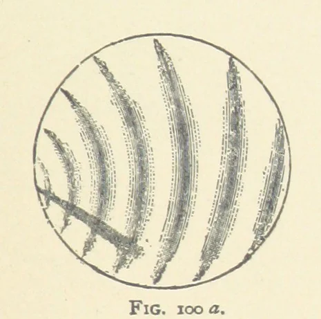 An illustration from The Determination of Rockforming Minerals ... Authorized translation from the first German edition by Erastus G. Smith ... Second edition, 1893, leaf 239