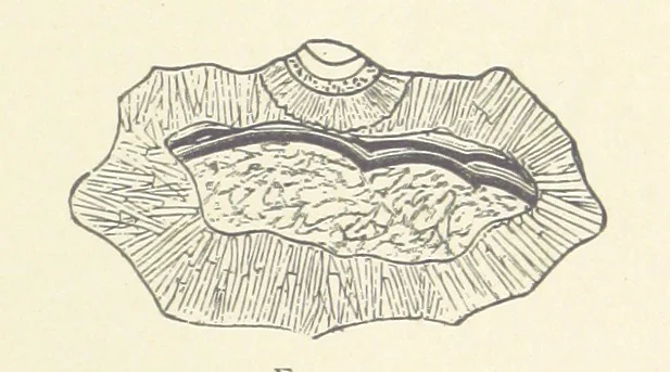 An illustration from The Determination of Rockforming Minerals ... Authorized translation from the first German edition by Erastus G. Smith ... Second edition, 1893, leaf 239