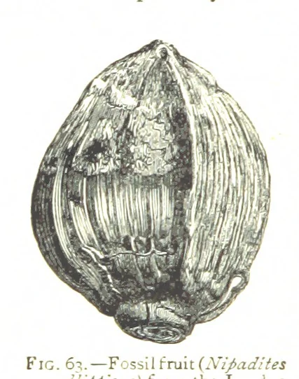 An illustration from Physiography ... New edition, 1884, leaf 266
