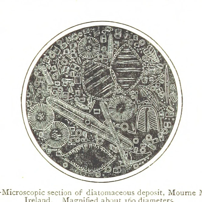 An illustration from Physiography ... New edition, 1884, leaf 267