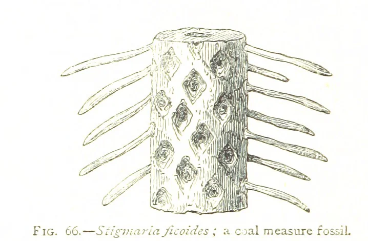 An illustration from Physiography ... New edition, 1884, leaf 272