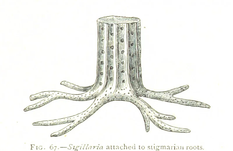 An illustration from Physiography ... New edition, 1884, leaf 273