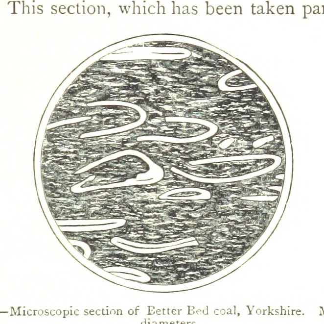 An illustration from Physiography ... New edition, 1884, leaf 275