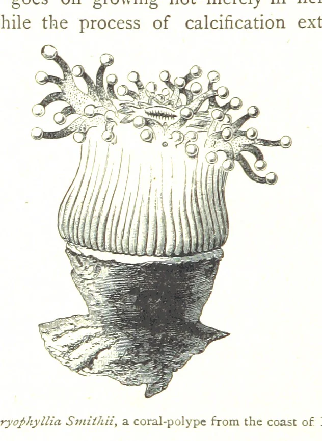 An illustration from Physiography ... New edition, 1884, leaf 286
