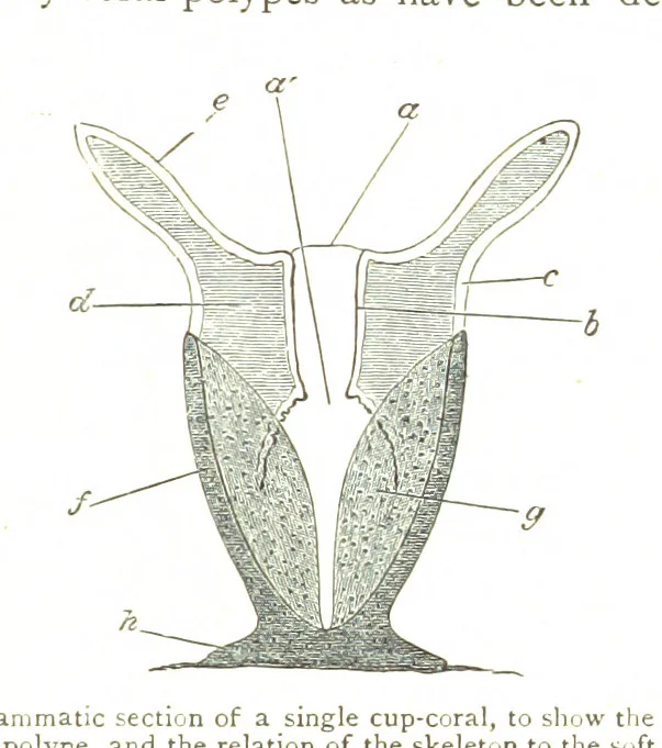 An illustration from Physiography ... New edition, 1884, leaf 287
