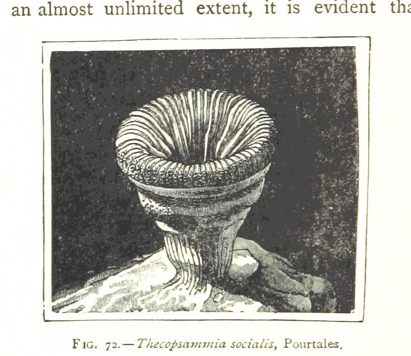 An illustration from Physiography ... New edition, 1884, leaf 288