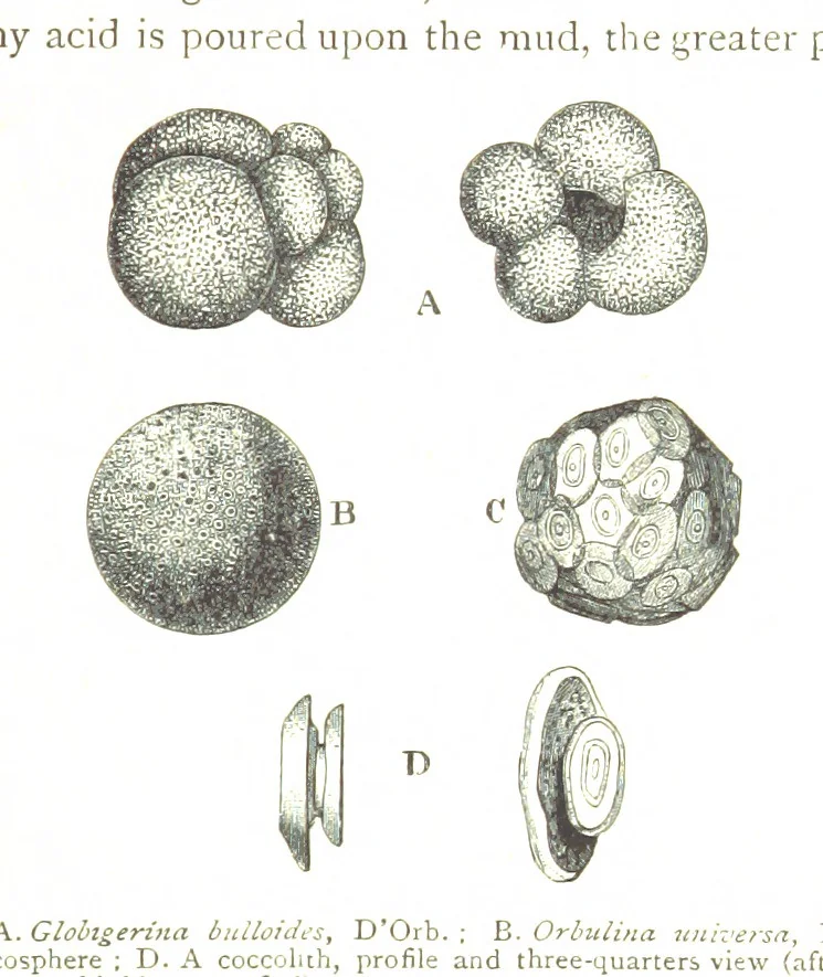 An illustration from Physiography ... New edition, 1884, leaf 301