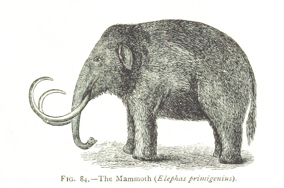 An illustration from Physiography ... New edition, 1884, leaf 319