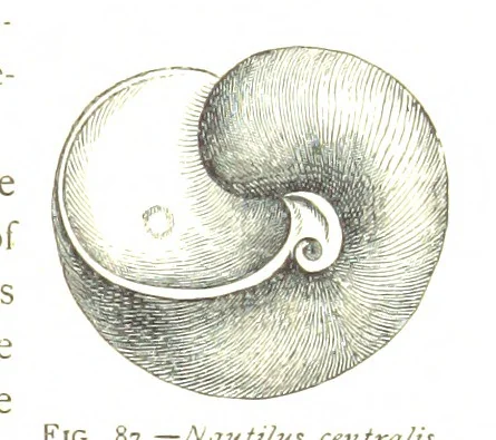 An illustration from Physiography ... New edition, 1884, leaf 329
