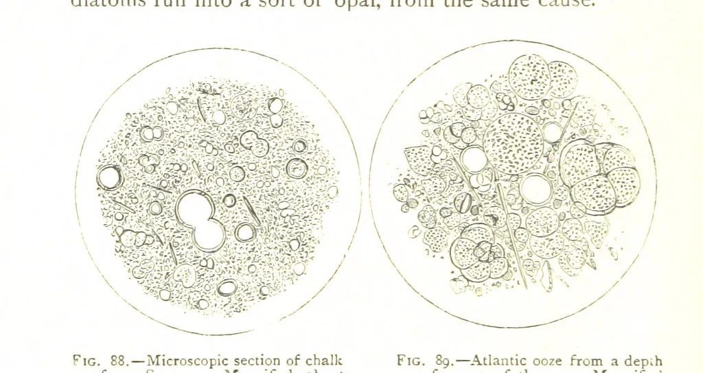 An illustration from Physiography ... New edition, 1884, leaf 332