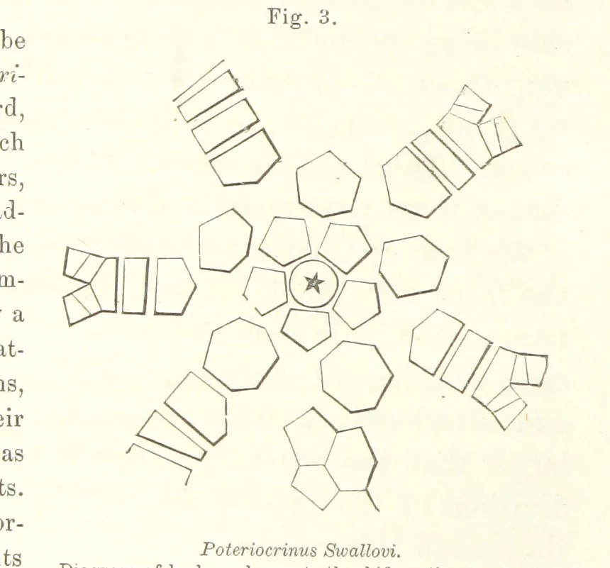 An illustration from Geological Survey of Illinois. A. H. Worthen, Director, 1866, leaf 214