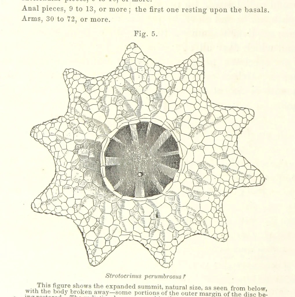 An illustration from Geological Survey of Illinois. A. H. Worthen, Director, 1866, leaf 218