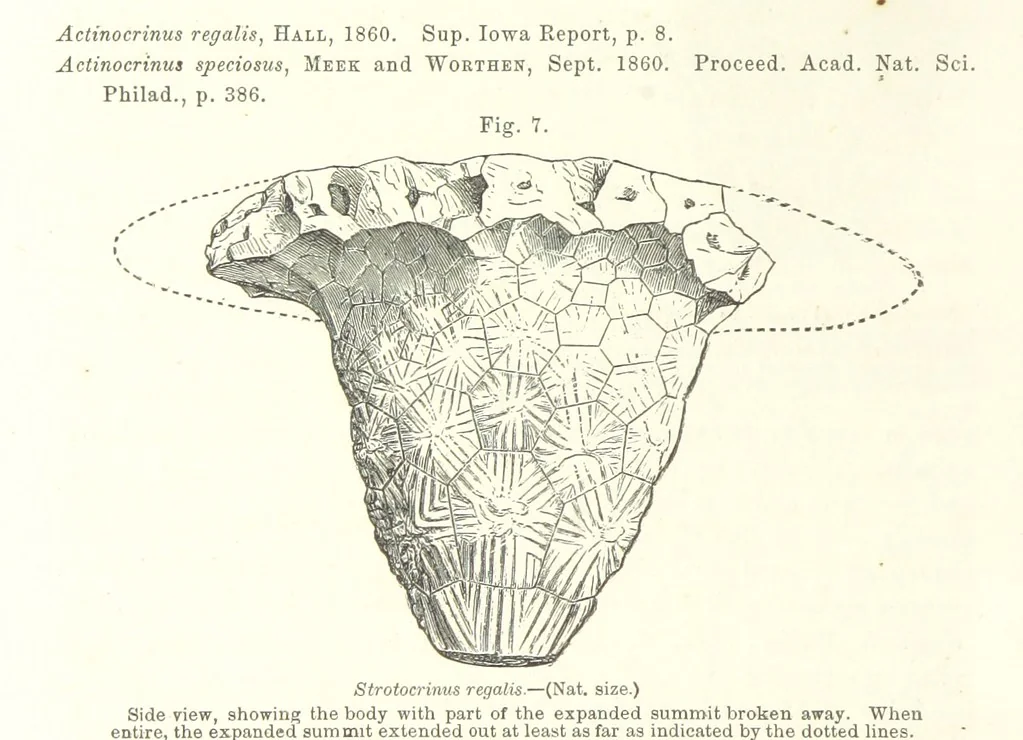 An illustration from Geological Survey of Illinois. A. H. Worthen, Director, 1866, leaf 222