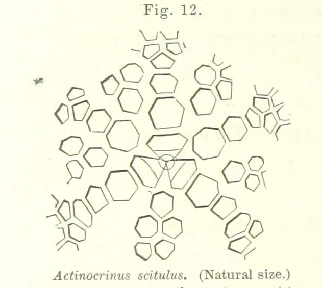 An illustration from Geological Survey of Illinois. A. H. Worthen, Director, 1866, leaf 234