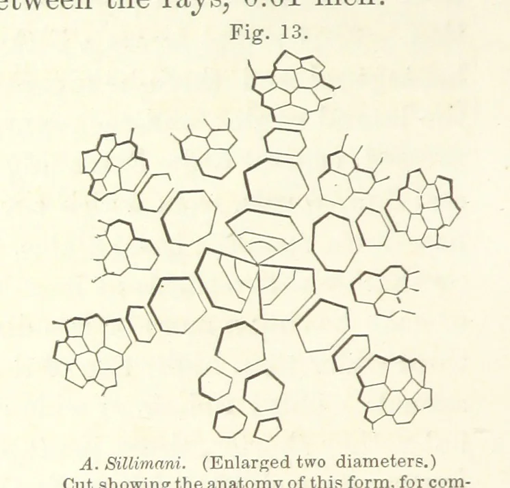 An illustration from Geological Survey of Illinois. A. H. Worthen, Director, 1866, leaf 234