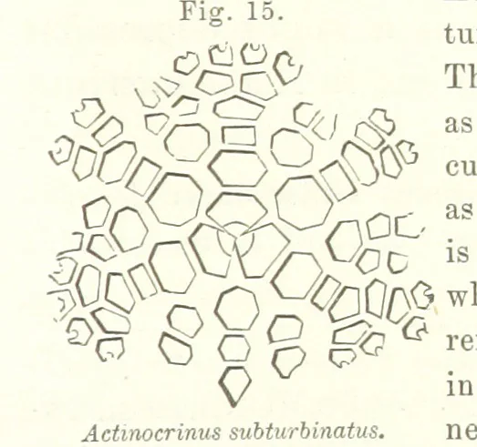 An illustration from Geological Survey of Illinois. A. H. Worthen, Director, 1866, leaf 243