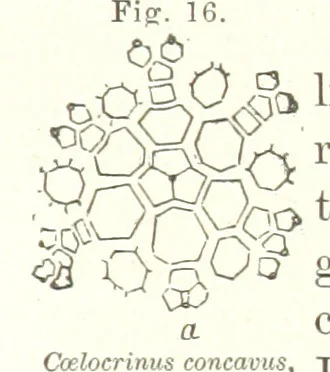 An illustration from Geological Survey of Illinois. A. H. Worthen, Director, 1866, leaf 245