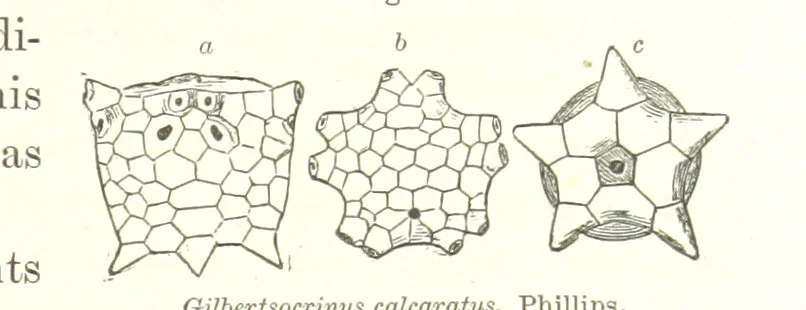 An illustration from Geological Survey of Illinois. A. H. Worthen, Director, 1866, leaf 247