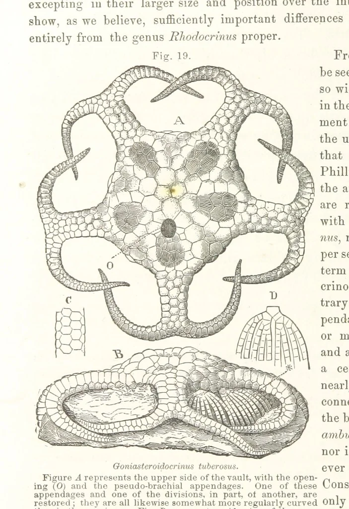 An illustration from Geological Survey of Illinois. A. H. Worthen, Director, 1866, leaf 250