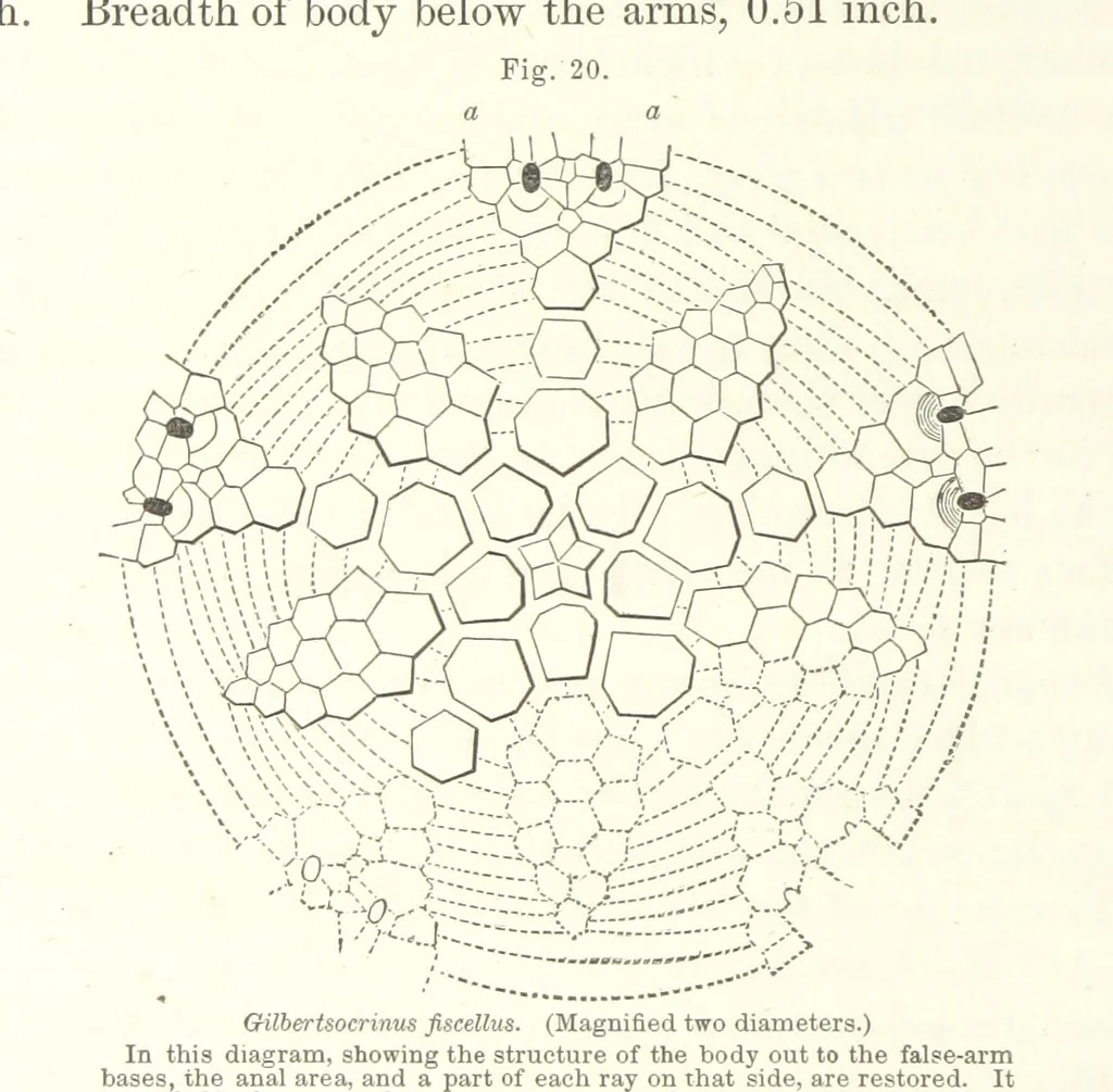 An illustration from Geological Survey of Illinois. A. H. Worthen, Director, 1866, leaf 254