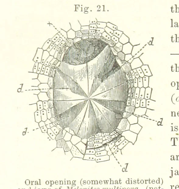 An illustration from Geological Survey of Illinois. A. H. Worthen, Director, 1866, leaf 257