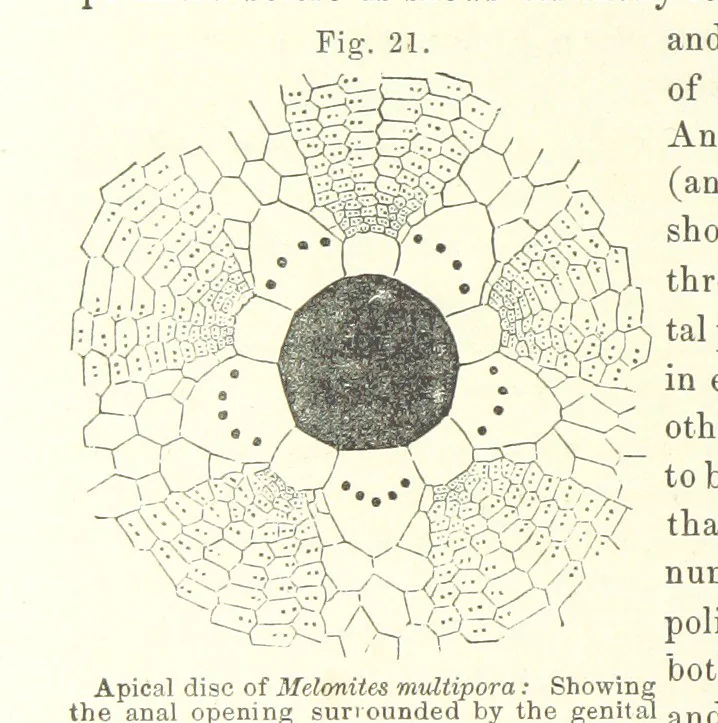 An illustration from Geological Survey of Illinois. A. H. Worthen, Director, 1866, leaf 258