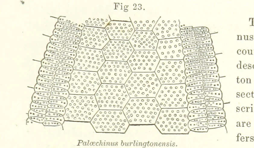 An illustration from Geological Survey of Illinois. A. H. Worthen, Director, 1866, leaf 261