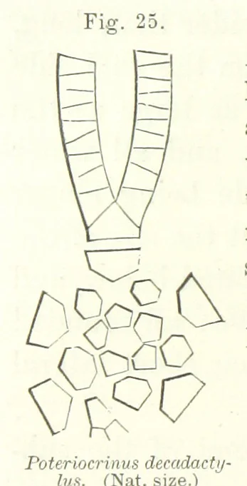 An illustration from Geological Survey of Illinois. A. H. Worthen, Director, 1866, leaf 270