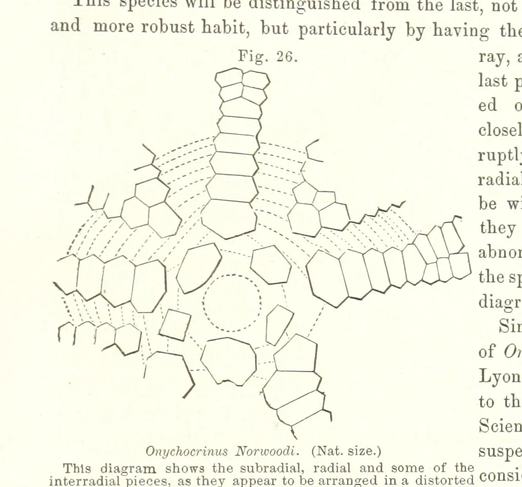 An illustration from Geological Survey of Illinois. A. H. Worthen, Director, 1866, leaf 277