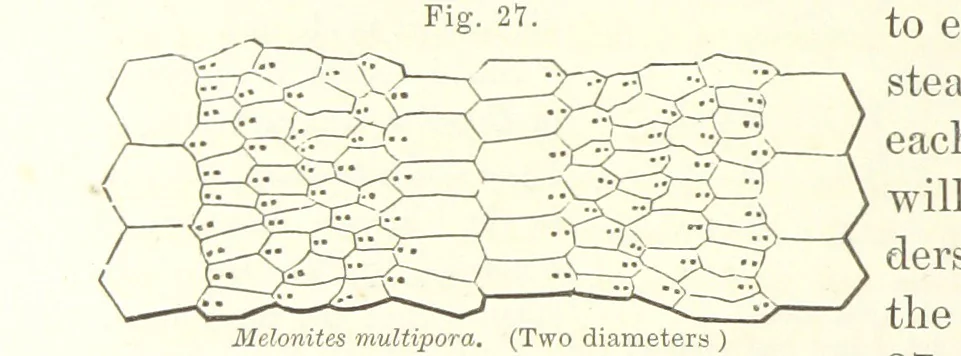 An illustration from Geological Survey of Illinois. A. H. Worthen, Director, 1866, leaf 278