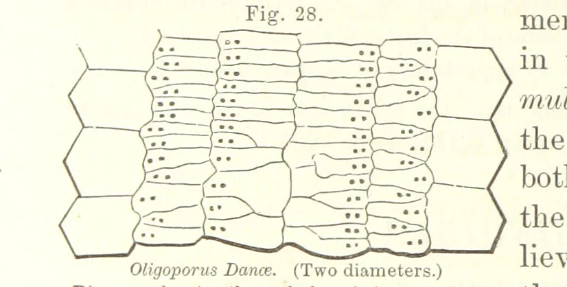 An illustration from Geological Survey of Illinois. A. H. Worthen, Director, 1866, leaf 278