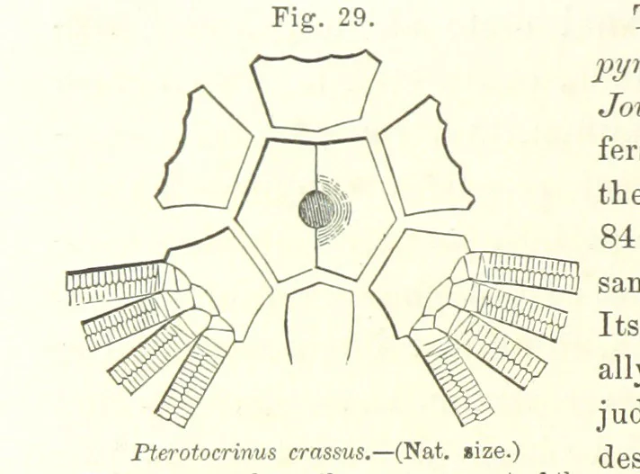 An illustration from Geological Survey of Illinois. A. H. Worthen, Director, 1866, leaf 322