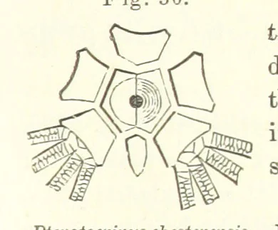 An illustration from Geological Survey of Illinois. A. H. Worthen, Director, 1866, leaf 323