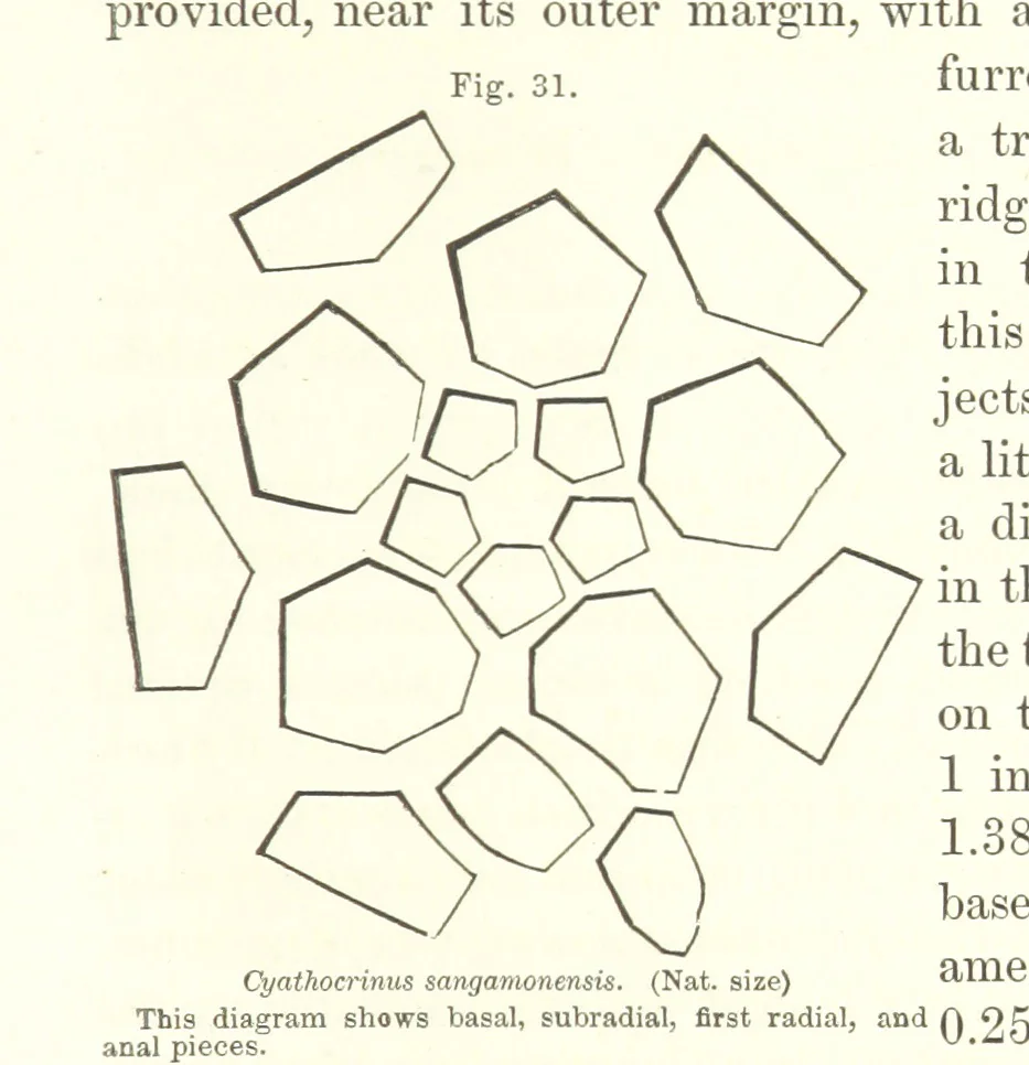 An illustration from Geological Survey of Illinois. A. H. Worthen, Director, 1866, leaf 341