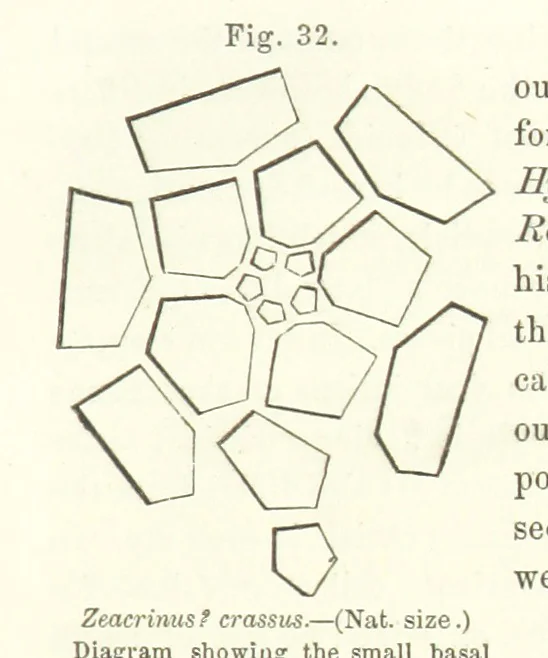 An illustration from Geological Survey of Illinois. A. H. Worthen, Director, 1866, leaf 345