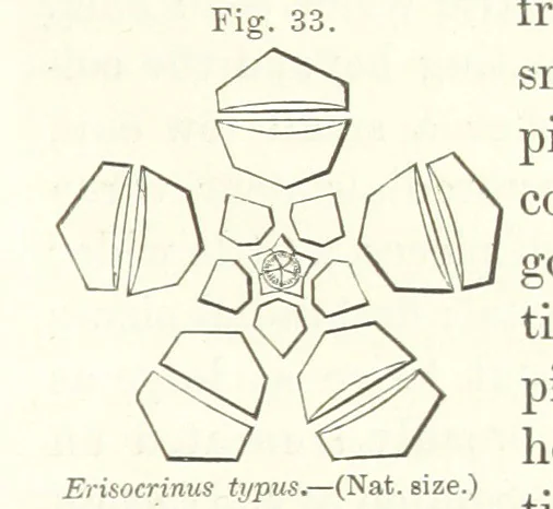 An illustration from Geological Survey of Illinois. A. H. Worthen, Director, 1866, leaf 347