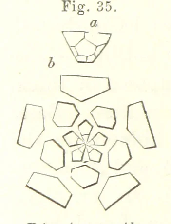 An illustration from Geological Survey of Illinois. A. H. Worthen, Director, 1866, leaf 348