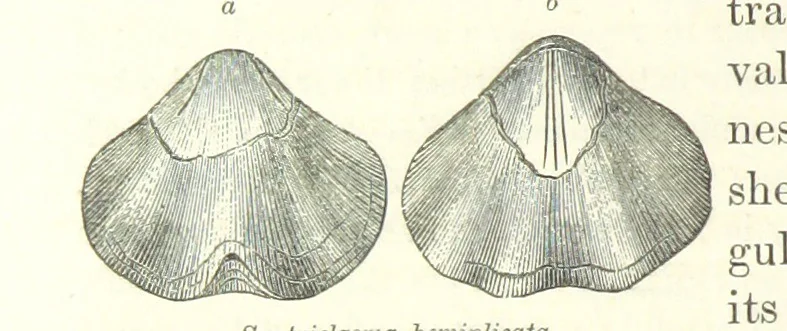 An illustration from Geological Survey of Illinois. A. H. Worthen, Director, 1866, leaf 354
