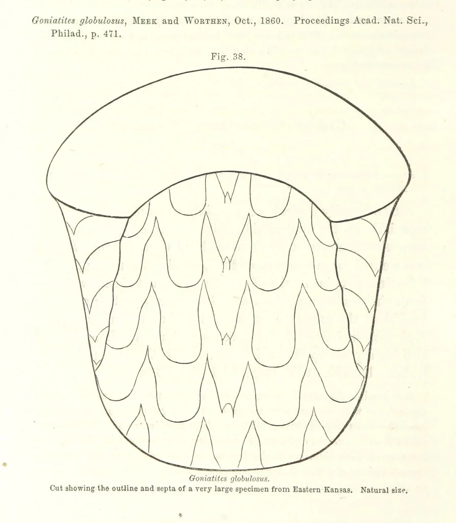 An illustration from Geological Survey of Illinois. A. H. Worthen, Director, 1866, leaf 420