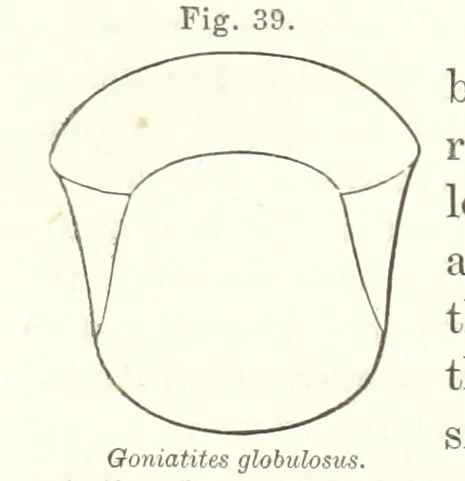An illustration from Geological Survey of Illinois. A. H. Worthen, Director, 1866, leaf 421