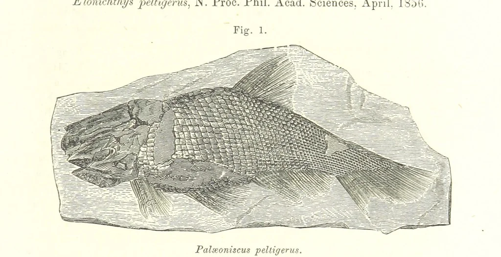 An illustration from Geological Survey of Illinois. A. H. Worthen, Director, 1866, leaf 47