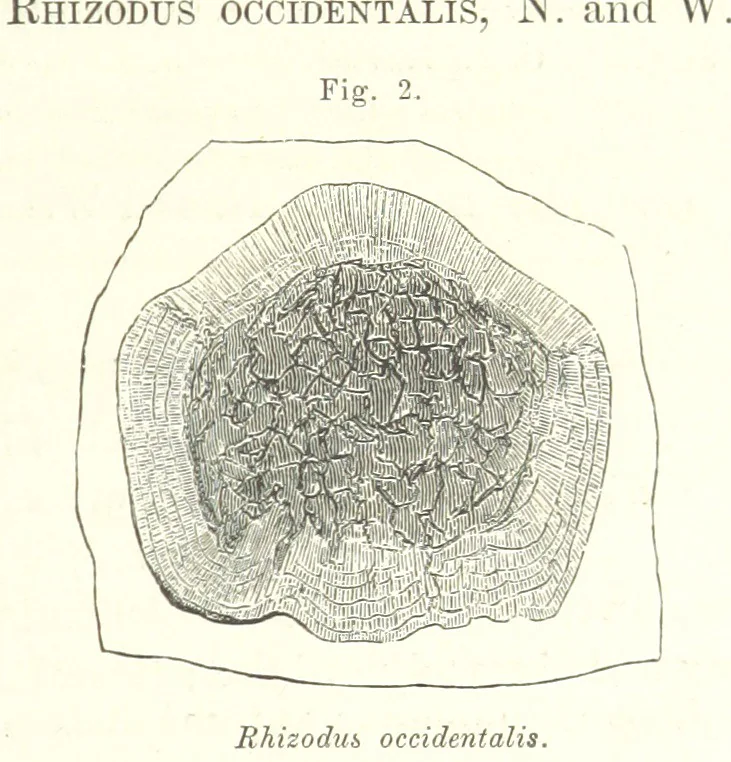 An illustration from Geological Survey of Illinois. A. H. Worthen, Director, 1866, leaf 49