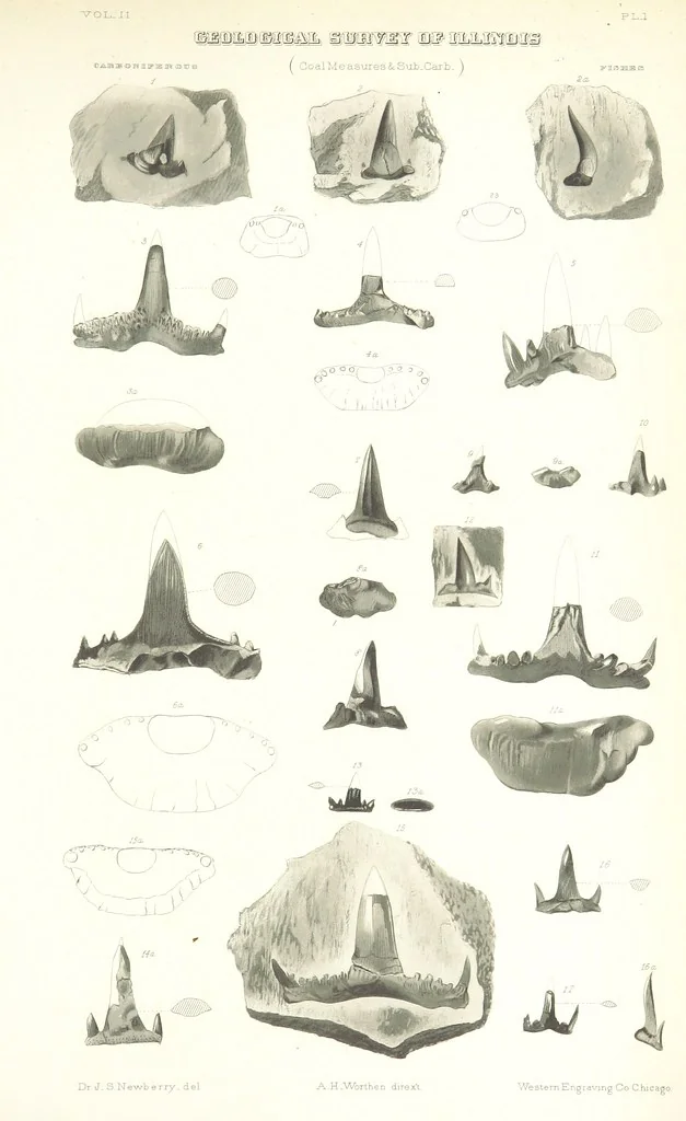 An illustration from Geological Survey of Illinois. A. H. Worthen, Director, 1866, leaf 513