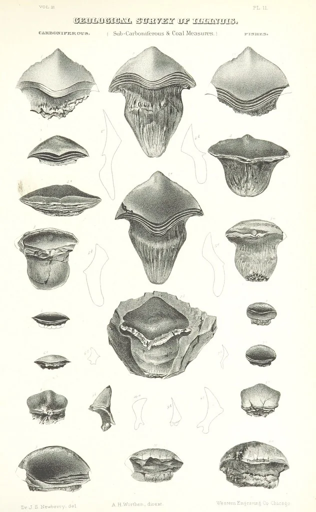 An illustration from Geological Survey of Illinois. A. H. Worthen, Director, 1866, leaf 517